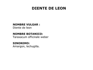 DIENTE DE LEON 
NOMBRE VULGAR : 
Diente de leon 
NOMBRE BOTANICO: 
Taraxacum officinale weber 
SINONIMO: 
Amargon, lechugilla. 
 