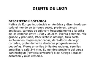 DIENTE DE LEON 
DESCRIPCION BOTANICA: 
Nativa de Europa introducida en América y diseminado por 
todo el mundo en terrenos secos, praderas, bancos 
arcillosos, campos de cultivo y frecuentemente a la orilla 
de los caminos entre 1300 y 3500 m. Hierba perenne, raíz 
grande y profunda, latex lechoso amargo, tallo corto 
subterraneo, hojas espatuladas, de 5-40 cm de largo 
cortadas, profundamente dentadas progresivamente 
pequeñas. Flores amarillas brillantes radiales, semillas 
amarillas o café 3-4 mm. Su nombre proviene del persa 
Tarkhoshgun ("envidia silvestre") ó del Griego Taraxos 
desorden y akos remedio. 
 