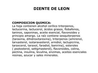 DIENTE DE LEON 
COMPOSICION QUIMICA: 
La hoja contienen alcohol cerílico triterpenos, 
lactucerina, lactucerol, ácidos grasos, flobafenos, 
taninos, saponinas, aceite esencial, flavonoides y 
principio amargo. La raíz contiene sesquiterpenos 
(taraxina, dihidroxitarexina), triterpenos (amirenol, 
tarxasterol, isotaraxasterol, arnidiol, lactupicrina, 
taraxcerol, taraxol, faradiol, banirina), esteroles 
( psotosterol, settgmasterol), flavonoides, colina, 
pectina, insulina, levulina, enzimas, aceites esenciales 
resinas, azucar y sales minerales. 
 