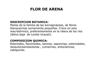 FLOR DE ARENA 
DESCRIPCION BOTANICA: 
Planta de la familia de las borragináceas, de flores 
blanquecinas sumamente pequeñas. Crece en piso 
macrotérmico, preferentemente en la ribera de los ríos 
(Selva baja de Loreto Ucayali). 
COMPOSICION QUIMICA: 
Esteroides, flavonoides, taninos, saponinas, esteroidales, 
sesquiterpenolactonas , cumarinas, antocianinas, 
catequinas. 
 