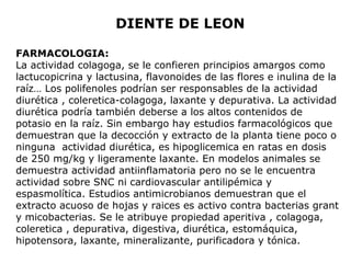 DIENTE DE LEON 
FARMACOLOGIA: 
La actividad colagoga, se le confieren principios amargos como 
lactucopicrina y lactusina, flavonoides de las flores e inulina de la 
raíz… Los polifenoles podrían ser responsables de la actividad 
diurética , coleretica-colagoga, laxante y depurativa. La actividad 
diurética podría también deberse a los altos contenidos de 
potasio en la raíz. Sin embargo hay estudios farmacológicos que 
demuestran que la decocción y extracto de la planta tiene poco o 
ninguna actividad diurética, es hipoglicemica en ratas en dosis 
de 250 mg/kg y ligeramente laxante. En modelos animales se 
demuestra actividad antiinflamatoria pero no se le encuentra 
actividad sobre SNC ni cardiovascular antilipémica y 
espasmolítica. Estudios antimicrobianos demuestran que el 
extracto acuoso de hojas y raices es activo contra bacterias grant 
y micobacterias. Se le atribuye propiedad aperitiva , colagoga, 
coleretica , depurativa, digestiva, diurética, estomáquica, 
hipotensora, laxante, mineralizante, purificadora y tónica. 
 