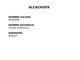 ALCACHOFA 
NOMBRE VULGAR: 
Alcachofa 
NOMBRE BOTANICO: 
Cynara scolymus L. 
SINONIMO: 
Alcaucil 
 