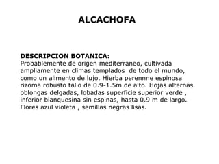 ALCACHOFA 
DESCRIPCION BOTANICA: 
Probablemente de origen mediterraneo, cultivada 
ampliamente en climas templados de todo el mundo, 
como un alimento de lujo. Hierba perennne espinosa 
rizoma robusto tallo de 0.9-1.5m de alto. Hojas alternas 
oblongas delgadas, lobadas superficie superior verde , 
inferior blanquesina sin espinas, hasta 0.9 m de largo. 
Flores azul violeta , semillas negras lisas. 
 