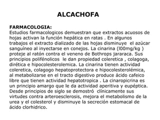 ALCACHOFA 
FARMACOLOGIA: 
Estudios farmacologicos demuestran que extractos acuosos de 
hojas activan la función hepática en ratas . En algunos 
trabajos el extracto dializado de las hojas disminuye el azúcar 
sanguíneo al inyectarse en conejos. La cinarina (l00mg/kg ) 
proteje al ratón contra el veneno de Bothrops jararaca. Sus 
principios polifénolicos le dan propiedad coleretica , colagoga, 
dirética e hipocolesterolemica. La cinarina tienen actividad 
coleretica, colagogo hepatoprotectora e hipocolesterolémica, 
al metabolizarse en el tracto digestivo produce ácido cafeico 
libre que tienen actividad hepatotropica . La cinaropicrina es 
un principio amargo que le da actividad aperitiva y eupéptica. 
Desde principios de siglo se demostró clínicamente sus 
virtudes contra arteroesclerosis, mejora el metabolismo de la 
urea y el colesterol y disminuye la secreción estomacal de 
ácido clorhidrico. 
 