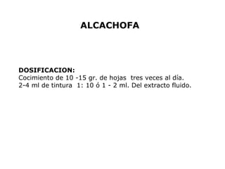 ALCACHOFA 
DOSIFICACION: 
Cocimiento de 10 -15 gr. de hojas tres veces al día. 
2-4 ml de tintura 1: 10 ó 1 - 2 ml. Del extracto fluido. 
 