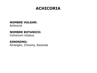 ACHICORIA 
NOMBRE VULGAR: 
Achicoria 
NOMBRE BOTANICO: 
Cichorium intybus 
SINONIMO: 
Amargón, Chicoria, Escarola 
 