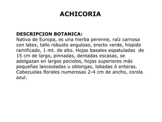 ACHICORIA 
DESCRIPCION BOTANICA: 
Nativa de Europa, es una hierba perenne, raíz carnosa 
con latex, tallo robusto anguloso, erecto verde, hispido 
ramificado, 1 mt. de alto. Hojas basales espatuladas de 
15 cm de largo, pinnadas, dentadas escasas, se 
adelgazan en largos peciolos, hojas superiores más 
pequeñas lanceoladas u oblongas, lobadas ó enteras. 
Cabezuelas florales numerosas 2-4 cm de ancho, corola 
azul. 
 