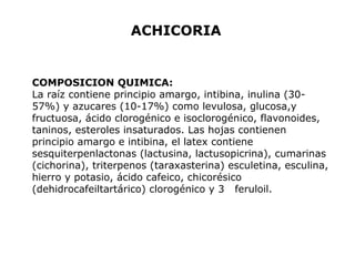ACHICORIA 
COMPOSICION QUIMICA: 
La raíz contiene principio amargo, intibina, inulina (30- 
57%) y azucares (10-17%) como levulosa, glucosa,y 
fructuosa, ácido clorogénico e isoclorogénico, flavonoides, 
taninos, esteroles insaturados. Las hojas contienen 
principio amargo e intibina, el latex contiene 
sesquiterpenlactonas (lactusina, lactusopicrina), cumarinas 
(cichorina), triterpenos (taraxasterina) esculetina, esculina, 
hierro y potasio, ácido cafeico, chicorésico 
(dehidrocafeiltartárico) clorogénico y 3 feruloil. 
 