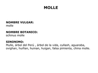 MOLLE 
NOMBRE VULGAR: 
molle 
NOMBRE BOTANICO: 
schinus molle 
SINONIMO: 
Mulle, árbol del Perú , árbol de la vida, cullash, aguaraba, 
ovighan, huiñan, huinan, huigan, falsa pimienta, china molle. 
 