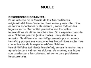 MOLLE 
DESCRIPCION BOTANICA: 
Es un arbusto de la familia de las Anacardiáceas, 
originario del Perú Crece en clima meso y macrotérmico, 
en forma espontanea y abundante , sobre todo en los 
lugares secos. Su habitat preferido son los valles 
interandinos de clima mesotérmico. Otra especie conocida 
es el Schinus pearcei (china molle) , muy similar a la 
anterior. Se diferencia morfológicamente por su menor 
tamaño y porque sus componentes bioquímicos están más 
concentrados de la especie arbórea Schinus 
terebinthifolius (pimienta brasileña), se usa la resina, muy 
apreciada para calmar los dolores de muelas; sus hojas 
son usadas para las cefaleas, así como para problemas 
hepatorenales. 
 
