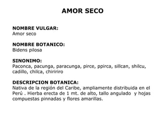 AMOR SECO 
NOMBRE VULGAR: 
Amor seco 
NOMBRE BOTANICO: 
Bidens pilosa 
SINONIMO: 
Paconca, pacunga, paracunga, pirce, ppirca, sillcan, shilcu, 
cadillo, chilca, chiririro 
DESCRIPCION BOTANICA: 
Nativa de la región del Caribe, ampliamente distribuida en el 
Perú . Hierba erecta de 1 mt. de alto, tallo angulado y hojas 
compuestas pinnadas y flores amarillas. 
 