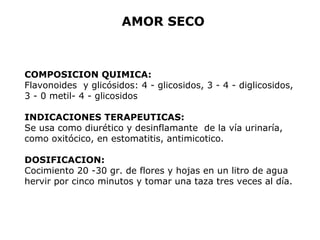 AMOR SECO 
COMPOSICION QUIMICA: 
Flavonoides y glicósidos: 4 - glicosidos, 3 - 4 - diglicosidos, 
3 - 0 metil- 4 - glicosidos 
INDICACIONES TERAPEUTICAS: 
Se usa como diurético y desinflamante de la vía urinaría, 
como oxitócico, en estomatitis, antimicotico. 
DOSIFICACION: 
Cocimiento 20 -30 gr. de flores y hojas en un litro de agua 
hervir por cinco minutos y tomar una taza tres veces al día. 
 