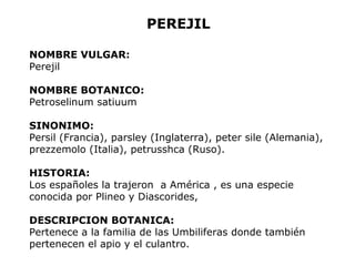 PEREJIL 
NOMBRE VULGAR: 
Perejil 
NOMBRE BOTANICO: 
Petroselinum satiuum 
SINONIMO: 
Persil (Francia), parsley (Inglaterra), peter sile (Alemania), 
prezzemolo (Italia), petrusshca (Ruso). 
HISTORIA: 
Los españoles la trajeron a América , es una especie 
conocida por Plineo y Diascorides, 
DESCRIPCION BOTANICA: 
Pertenece a la familia de las Umbiliferas donde también 
pertenecen el apio y el culantro. 
 