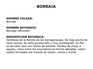 BORRAJA 
NOMBRE VULGAR: 
Borraja 
NOMBRE BOTANICO: 
Borrago officinalis 
DESCRIPCION BOTANICA: 
Herbácea de la familia de las borraginaceas, de hoja ancha de 
color ceniza, de caña gruesa fofa y muy puntiaguda. Su flor 
es de color azul con forma de estrella. Florece de mayo a 
agosto, crece entre los escombros en tierras labradas, sobre 
suelos formados por mezcla de caliza., arena y arcilla 
 