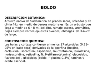 BOLDO 
DESCRIPCION BOTANICA: 
Arbusto nativo de Sudamérica en prados secos, soleados y de 
clima frío, en medio de densos matorrales. Es un arbusto que 
llega a medir de 6 - 8 m. del alto, ramaje espeso, aromático, 
hojas siempre verdes opuestas ovoides, oblongas de 3-6-cm 
de largo. 
COMPOSICION QUIMICA: 
Las hojas y corteza contienen al menos 17 alcaloides (0.25- 
05% en base seca) derivados de la aporfina (boldina, 
coclaurina, isocordina, esparteina, laurotetanina, laurolitsina, 
norisoxoridina, reticulina, N. Metillaurotetanina) glucósidos, 
flavonoides , glicósidos (boldo - glucina 0.3%) taninos y 
aceite esencial. 
 