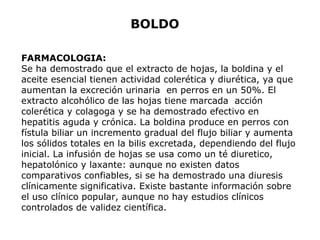 BOLDO 
FARMACOLOGIA: 
Se ha demostrado que el extracto de hojas, la boldina y el 
aceite esencial tienen actividad colerética y diurética, ya que 
aumentan la excreción urinaria en perros en un 50%. El 
extracto alcohólico de las hojas tiene marcada acción 
colerética y colagoga y se ha demostrado efectivo en 
hepatitis aguda y crónica. La boldina produce en perros con 
fístula biliar un incremento gradual del flujo biliar y aumenta 
los sólidos totales en la bilis excretada, dependiendo del flujo 
inicial. La infusión de hojas se usa como un té diuretico, 
hepatolónico y laxante: aunque no existen datos 
comparativos confiables, si se ha demostrado una diuresis 
clínicamente significativa. Existe bastante información sobre 
el uso clínico popular, aunque no hay estudios clínicos 
controlados de validez científica. 
 