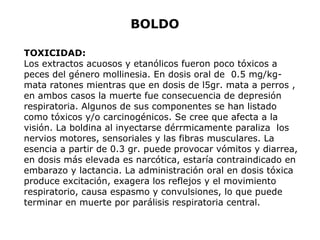 BOLDO 
TOXICIDAD: 
Los extractos acuosos y etanólicos fueron poco tóxicos a 
peces del género mollinesia. En dosis oral de 0.5 mg/kg-mata 
ratones mientras que en dosis de l5gr. mata a perros , 
en ambos casos la muerte fue consecuencia de depresión 
respiratoria. Algunos de sus componentes se han listado 
como tóxicos y/o carcinogénicos. Se cree que afecta a la 
visión. La boldina al inyectarse dérrmicamente paraliza los 
nervios motores, sensoriales y las fibras musculares. La 
esencia a partir de 0.3 gr. puede provocar vómitos y diarrea, 
en dosis más elevada es narcótica, estaría contraindicado en 
embarazo y lactancia. La administración oral en dosis tóxica 
produce excitación, exagera los reflejos y el movimiento 
respiratorio, causa espasmo y convulsiones, lo que puede 
terminar en muerte por parálisis respiratoria central. 
 