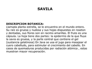 SAVILA 
DESCRIPCION BOTANICA: 
Llamada planta estrella, se le encuentra en el mundo entero. 
Su raíz es gruesa y nudosa y sus hojas dispuestas en roseton 
y dentadas, sus flores son en racimo amarillas. El fruto es una 
cápsula. La hoja tiene dos partes: la epidermis de la que fluye 
la savia es gruesa, y la parte central que contiene el gel 
(sustancia gelatinosa) En Java se usa el jugo para masajear el 
cuero cabelludo, para estimular el crecimiento del cabello. En 
casos de quemaduras producidas por radiación atómica , estas 
muestran mayor recuperación. 
 