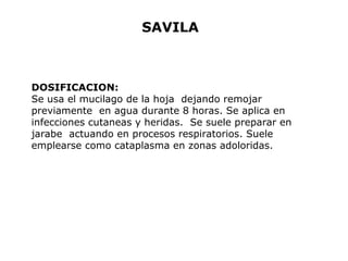 SAVILA 
DOSIFICACION: 
Se usa el mucilago de la hoja dejando remojar 
previamente en agua durante 8 horas. Se aplica en 
infecciones cutaneas y heridas. Se suele preparar en 
jarabe actuando en procesos respiratorios. Suele 
emplearse como cataplasma en zonas adoloridas. 
 