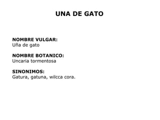 UNA DE GATO 
NOMBRE VULGAR: 
Uña de gato 
NOMBRE BOTANICO: 
Uncaria tormentosa 
SINONIMOS: 
Gatura, gatuna, wilcca cora. 
 
