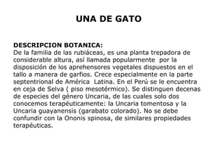 UNA DE GATO 
DESCRIPCION BOTANICA: 
De la familia de las rubiáceas, es una planta trepadora de 
considerable altura, así llamada popularmente por la 
disposición de los aprehensores vegetales dispuestos en el 
tallo a manera de garfios. Crece especialmente en la parte 
septentrional de América Latina. En el Perú se le encuentra 
en ceja de Selva ( piso mesotérmico). Se distinguen decenas 
de especies del género Uncaria, de las cuales solo dos 
conocemos terapéuticamente: la Uncaria tomentosa y la 
Uncaria guayanensis (garabato colorado). No se debe 
confundir con la Ononis spinosa, de similares propiedades 
terapéuticas. 
 