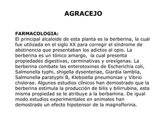 AGRACEJO 
FARMACOLOGIA: 
El principal alcaloide de esta planta es la berberina, la cual 
fue utilizada en el siglo XX para corregir el síndrome de 
abstinencia que presentaban los adictos al opio. La 
berberina es un tónico amargo, la cual presenta 
propiedades digestivas, carminativas y orexígenas. La 
berberina combate las enterotoxinas de Escherichia coli, 
Salmonella typhi, shigella dysenteriae, Giardia lamblia, 
Salmonella paratyphi B, Klebsiella pneumoniae y Vibrio 
cholerae. Algunos estudios clínicos han demostrado que la 
berberina estimula la producción de bilis y bilirrubina, esta 
misma propiedad se le atribuye a la berbamina. De igual 
modo estudios experimentales en animales han 
demostrado un efecto hipotensor de la magnoflorina. 
 