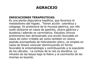 AGRACEJO 
INDICACIONES TERAPEUTICAS: 
Es una planta depurativa hepática, que favorece el 
metabolismo del hígado. Tienen acción colerética y 
colagoga. Es protectora de la mucosa gástrica, por ello 
suele utilizarse en casos de gastritis, ulcera gástrica y 
duodena,l además es carminativa. Estudios clínicos 
preliminares han demostrado una acción favorable en 
casos de colon irritable así como también en úlcera 
peptida acompañada de Helicobacter pilory, se emplea en 
casos de litiasis vesicular disminuyendo en forma 
favorable la sintomatología y contribuyendo a la expulsión 
de los cálculos. La corteza de la raíz es diurética. La 
infusión de las bayas baja la fiebre y el cocimiento de las 
mismas es laxante. 
 