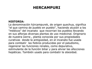 HERCAMPURI 
HISTORIA: 
La denominación hjircampurek, de origen quechua, significa 
"el que camina de pueblo en pueblo", haciendo alusión a los 
"médicos" del incanato que recorrian los pueblos llevando 
en sus alforjas diversas plantas de uso medicinal. Originario 
de nuestra sierra , planta conocida por sus propiedades 
curativas desde la antigüedad, en el incanato fue usada 
para combatir las fiebres producidas por el paludismo, 
regenerar las funciones renales, como depurativo, 
estimulante de la función biliar y para aliviar las afecciones 
hepáticas. También usado para combatir la obesidad. 
 
