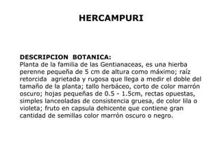 HERCAMPURI 
DESCRIPCION BOTANICA: 
Planta de la familia de las Gentianaceas, es una hierba 
perenne pequeña de 5 cm de altura como máximo; raíz 
retorcida agrietada y rugosa que llega a medir el doble del 
tamaño de la planta; tallo herbáceo, corto de color marrón 
oscuro; hojas pequeñas de 0.5 - 1.5cm, rectas opuestas, 
simples lanceoladas de consistencia gruesa, de color lila o 
violeta; fruto en capsula dehicente que contiene gran 
cantidad de semillas color marrón oscuro o negro. 
 