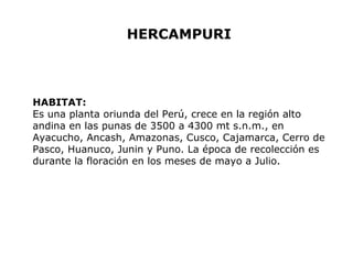 HERCAMPURI 
HABITAT: 
Es una planta oriunda del Perú, crece en la región alto 
andina en las punas de 3500 a 4300 mt s.n.m., en 
Ayacucho, Ancash, Amazonas, Cusco, Cajamarca, Cerro de 
Pasco, Huanuco, Junin y Puno. La época de recolección es 
durante la floración en los meses de mayo a Julio. 
 