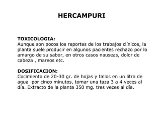 HERCAMPURI 
TOXICOLOGIA: 
Aunque son pocos los reportes de los trabajos clínicos, la 
planta suele producir en algunos pacientes rechazo por lo 
amargo de su sabor, en otros casos nauseas, dolor de 
cabeza , mareos etc. 
DOSIFICACION: 
Cocimiento de 20-30 gr. de hojas y tallos en un litro de 
agua por cinco minutos, tomar una taza 3 a 4 veces al 
día. Extracto de la planta 350 mg. tres veces al día. 
 