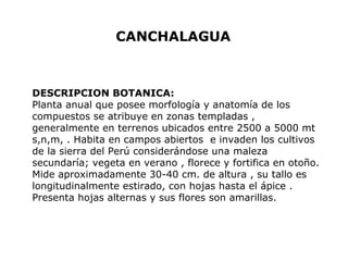 CANCHALAGUA 
DESCRIPCION BOTANICA: 
Planta anual que posee morfología y anatomía de los 
compuestos se atribuye en zonas templadas , 
generalmente en terrenos ubicados entre 2500 a 5000 mt 
s,n,m, . Habita en campos abiertos e invaden los cultivos 
de la sierra del Perú considerándose una maleza 
secundaría; vegeta en verano , florece y fortifica en otoño. 
Mide aproximadamente 30-40 cm. de altura , su tallo es 
longitudinalmente estirado, con hojas hasta el ápice . 
Presenta hojas alternas y sus flores son amarillas. 
 