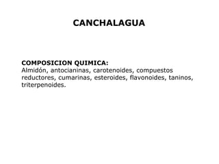 CANCHALAGUA 
COMPOSICION QUIMICA: 
Almidón, antocianinas, carotenoides, compuestos 
reductores, cumarinas, esteroides, flavonoides, taninos, 
triterpenoides. 
 