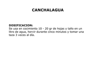 CANCHALAGUA 
DOSIFICACION: 
Se usa en cocimiento 10 - 20 gr de hojas y tallo en un 
litro de agua, hervir durante cinco minutos y tomar una 
taza 3 veces al día. 
 