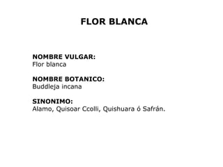 FLOR BLANCA 
NOMBRE VULGAR: 
Flor blanca 
NOMBRE BOTANICO: 
Buddleja incana 
SINONIMO: 
Alamo, Quisoar Ccolli, Quishuara ó Safrán. 
 