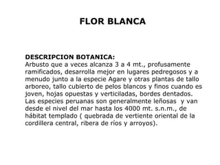 FLOR BLANCA 
DESCRIPCION BOTANICA: 
Arbusto que a veces alcanza 3 a 4 mt., profusamente 
ramificados, desarrolla mejor en lugares pedregosos y a 
menudo junto a la especie Agare y otras plantas de tallo 
arboreo, tallo cubierto de pelos blancos y finos cuando es 
joven, hojas opuestas y verticiladas, bordes dentados. 
Las especies peruanas son generalmente leñosas y van 
desde el nivel del mar hasta los 4000 mt. s.n.m., de 
hábitat templado ( quebrada de vertiente oriental de la 
cordillera central, ribera de ríos y arroyos). 
 