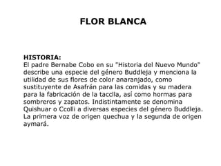 FLOR BLANCA 
HISTORIA: 
El padre Bernabe Cobo en su "Historia del Nuevo Mundo" 
describe una especie del género Buddleja y menciona la 
utilidad de sus flores de color anaranjado, como 
sustituyente de Asafrán para las comidas y su madera 
para la fabricación de la tacclla, así como hormas para 
sombreros y zapatos. Indistintamente se denomina 
Quishuar o Ccolli a diversas especies del género Buddleja. 
La primera voz de origen quechua y la segunda de origen 
aymará. 
 
