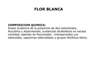 FLOR BLANCA 
COMPOSICION QUIMICA: 
Existe evidencia de la presencia de dos heterósidos, 
Aucubina y Asperulosido, sustancias alcaloidicas en escasa 
cantidad, además de flavonoides , triterpenoides y/o 
esteroides, saponinas esteroidales y grupos fénólicos libres. 
 