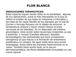 FLOR BLANCA 
INDICACIONES TERAPEUTICAS: 
Estas especies siguen siendo útiles en la actualidad, algunas 
de sus aplicaciones, quizá la más interesante es la que se 
refiere al empleo de sus hojas en infusiones o triturados y 
hervidas en los casos febriles de los atacados por el mal de 
Carrion o Verruga Peruana con el objeto de aminorar la 
temperatura corporal y hacer menos intenso el brote 
verrucoso de los atacados. Es un depurador del sistema 
ginecológico, tiene acción sobre leucorreas incipientes ya sea 
a bacterias y micosis (Candida albicans). Estudios 
farmacológicos han demostrado que tiene composición 
estrogénica ya que induce a la formación de endometrio 
proliferativo en conejos. De igual modo tiene leve acción 
emenagoga. Actúa sobre las manchas hipercrómicas en el 
rostro. También tiene acción local, se le usa en 
dermatocosmética, las flores debidamente formuladas en una 
crema natural 
 