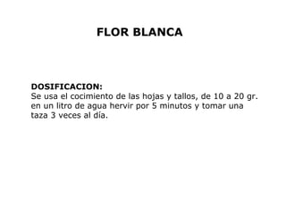 FLOR BLANCA 
DOSIFICACION: 
Se usa el cocimiento de las hojas y tallos, de 10 a 20 gr. 
en un litro de agua hervir por 5 minutos y tomar una 
taza 3 veces al día. 
 