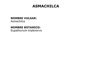 ASMACHILCA 
NOMBRE VULGAR: 
Asmachilca 
NOMBRE BOTANICO: 
Eupathorium triplenerve 
 