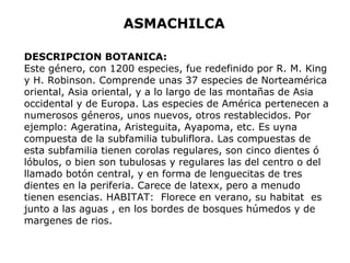 ASMACHILCA 
DESCRIPCION BOTANICA: 
Este género, con 1200 especies, fue redefinido por R. M. King 
y H. Robinson. Comprende unas 37 especies de Norteamérica 
oriental, Asia oriental, y a lo largo de las montañas de Asia 
occidental y de Europa. Las especies de América pertenecen a 
numerosos géneros, unos nuevos, otros restablecidos. Por 
ejemplo: Ageratina, Aristeguita, Ayapoma, etc. Es uyna 
compuesta de la subfamilia tubuliflora. Las compuestas de 
esta subfamilia tienen corolas regulares, son cinco dientes ó 
lóbulos, o bien son tubulosas y regulares las del centro o del 
llamado botón central, y en forma de lenguecitas de tres 
dientes en la periferia. Carece de latexx, pero a menudo 
tienen esencias. HABITAT: Florece en verano, su habitat es 
junto a las aguas , en los bordes de bosques húmedos y de 
margenes de rios. 
 