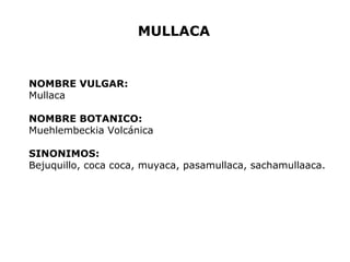MULLACA 
NOMBRE VULGAR: 
Mullaca 
NOMBRE BOTANICO: 
Muehlembeckia Volcánica 
SINONIMOS: 
Bejuquillo, coca coca, muyaca, pasamullaca, sachamullaaca. 
 