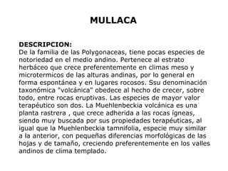 MULLACA 
DESCRIPCION: 
De la familia de las Polygonaceas, tiene pocas especies de 
notoriedad en el medio andino. Pertenece al estrato 
herbáceo que crece preferentemente en climas meso y 
microtermicos de las alturas andinas, por lo general en 
forma espontánea y en lugares rocosos. Ssu denominación 
taxonómica "volcánica" obedece al hecho de crecer, sobre 
todo, entre rocas eruptivas. Las especies de mayor valor 
terapéutico son dos. La Muehlenbeckia volcánica es una 
planta rastrera , que crece adherida a las rocas ígneas, 
siendo muy buscada por sus propiedades terapéuticas, al 
igual que la Muehlenbeckia tamnifolia, especie muy similar 
a la anterior, con pequeñas diferencias morfológicas de las 
hojas y de tamaño, creciendo preferentemente en los valles 
andinos de clima templado. 
 