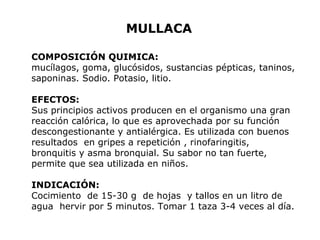 MULLACA 
COMPOSICIÓN QUIMICA: 
mucílagos, goma, glucósidos, sustancias pépticas, taninos, 
saponinas. Sodio. Potasio, litio. 
EFECTOS: 
Sus principios activos producen en el organismo una gran 
reacción calórica, lo que es aprovechada por su función 
descongestionante y antialérgica. Es utilizada con buenos 
resultados en gripes a repetición , rinofaringitis, 
bronquitis y asma bronquial. Su sabor no tan fuerte, 
permite que sea utilizada en niños. 
INDICACIÓN: 
Cocimiento de 15-30 g de hojas y tallos en un litro de 
agua hervir por 5 minutos. Tomar 1 taza 3-4 veces al día. 
 