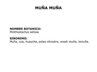 MUÑA MUÑA 
NOMBRE BOTANICO: 
Minthostachys setosa 
SINONIMO: 
Muña, coa, huaycha, poleo silvestre, arash muña, ismuña. 
 
