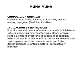 MUÑA MUÑA 
COMPOSICION QUIMICA: 
Carbohidratos, calcio, fosforo, vitamina B1, esencia 
mentol, pulegoma (larvicida, abortiva) 
INDICACIONES TERAPEUTICAS: 
El aceite esencial de la muña muestra un efecto inhibitorio 
sobre las bacterias enteropatógenas y staphylococus, 
siendo la shigella dysenterial la especie más sencible, 
Parece ser que este efecto antimicrobiano se extiende a las 
vías respiratorias, a las cuales se suma su efecto 
descongestionante, antiinflamatorio, carminativo y 
febrifugo. 
 