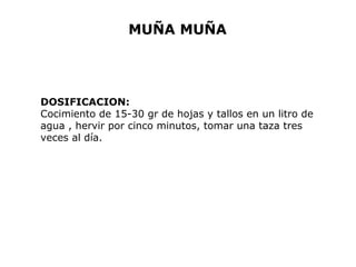 MUÑA MUÑA 
DOSIFICACION: 
Cocimiento de 15-30 gr de hojas y tallos en un litro de 
agua , hervir por cinco minutos, tomar una taza tres 
veces al día. 
 