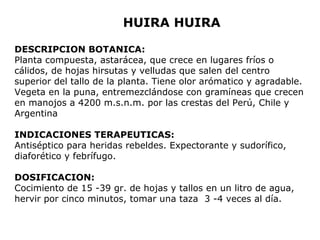 HUIRA HUIRA 
DESCRIPCION BOTANICA: 
Planta compuesta, astarácea, que crece en lugares fríos o 
cálidos, de hojas hirsutas y velludas que salen del centro 
superior del tallo de la planta. Tiene olor arómatico y agradable. 
Vegeta en la puna, entremezclándose con gramíneas que crecen 
en manojos a 4200 m.s.n.m. por las crestas del Perú, Chile y 
Argentina 
INDICACIONES TERAPEUTICAS: 
Antiséptico para heridas rebeldes. Expectorante y sudorífico, 
diaforético y febrífugo. 
DOSIFICACION: 
Cocimiento de 15 -39 gr. de hojas y tallos en un litro de agua, 
hervir por cinco minutos, tomar una taza 3 -4 veces al día. 
 