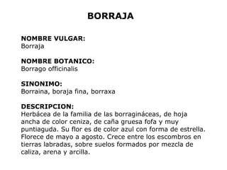 BORRAJA 
NOMBRE VULGAR: 
Borraja 
NOMBRE BOTANICO: 
Borrago officinalis 
SINONIMO: 
Borraina, boraja fina, borraxa 
DESCRIPCION: 
Herbácea de la familia de las borragináceas, de hoja 
ancha de color ceniza, de caña gruesa fofa y muy 
puntiaguda. Su flor es de color azul con forma de estrella. 
Florece de mayo a agosto. Crece entre los escombros en 
tierras labradas, sobre suelos formados por mezcla de 
caliza, arena y arcilla. 
 